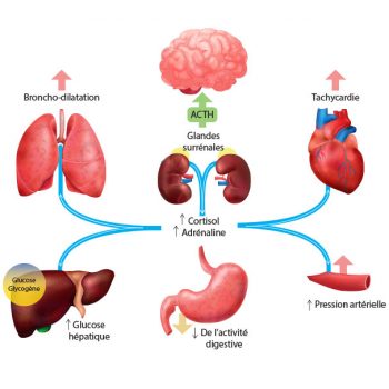 Le Cortisol : Les Solutions Naturelles Pour Cette Hormone Du Stress ...