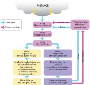 Phase de résistance au stress