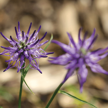 Harpagophytum